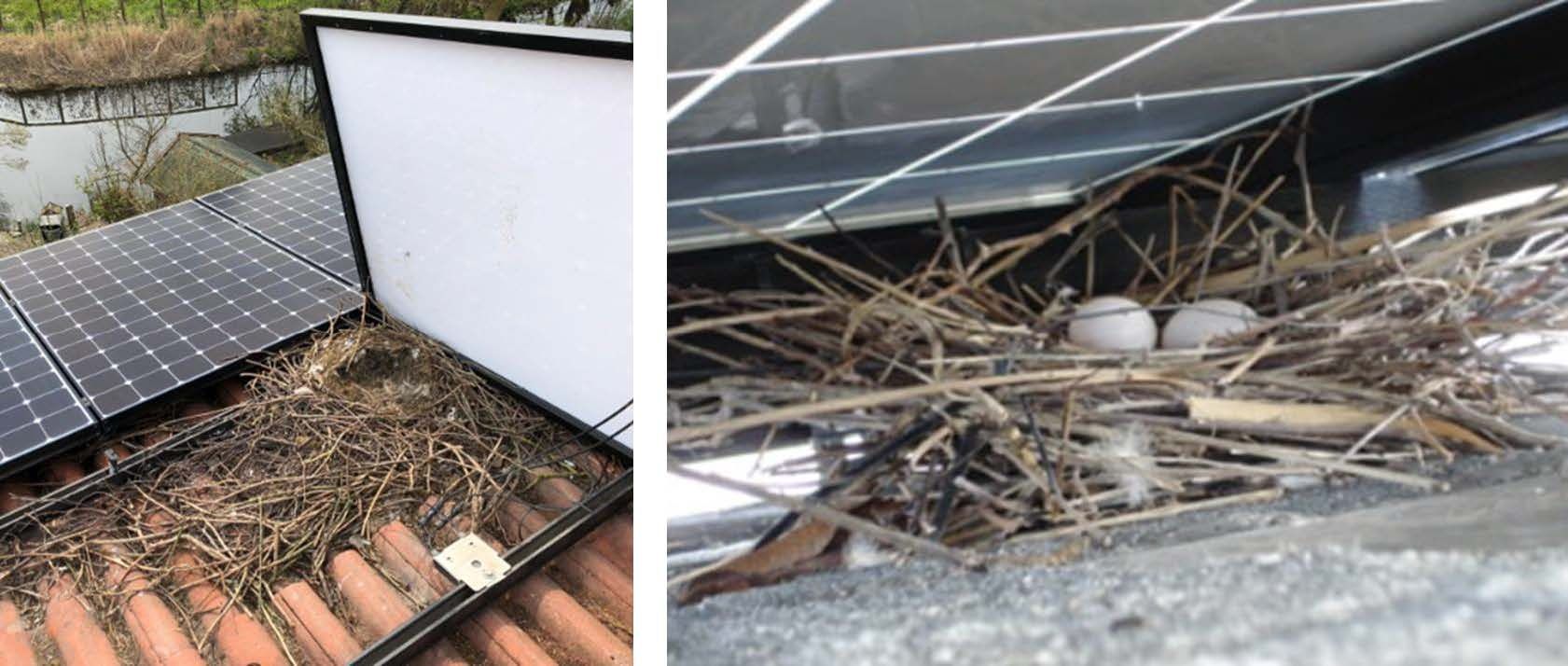Traditional Solar Roof Present Pest Issues