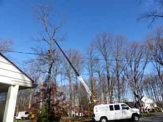 Tree Service and trimming, removal, Northern Virginia