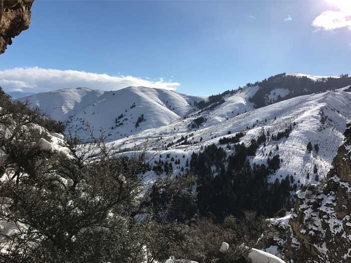 Lion Hunts Gallery Image