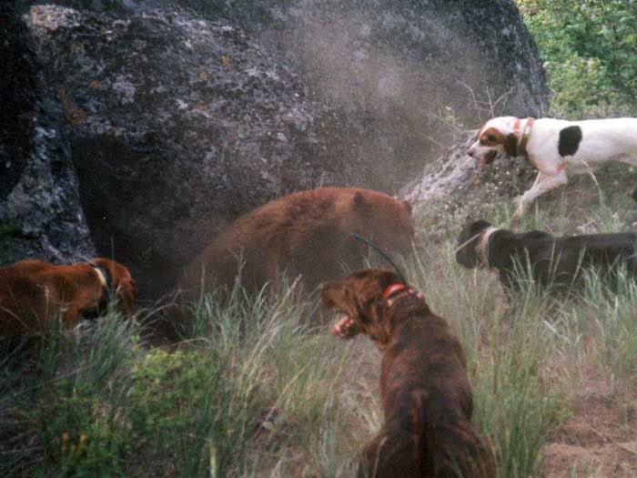 Bear Hunts Gallery Image