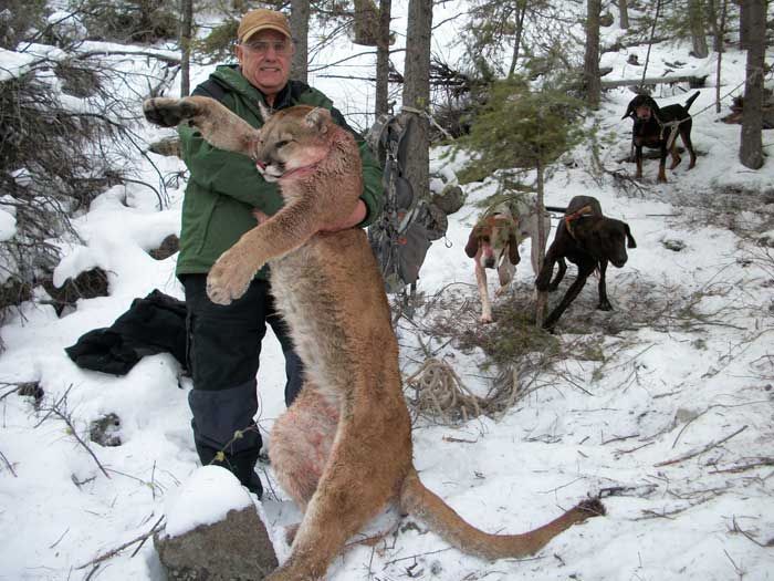Lion Lion Hunts Gallery ImageGallery Image