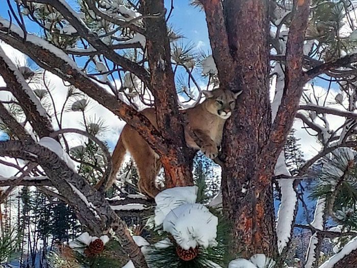 Lion Hunts Gallery Image