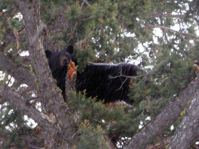 Bear Hunts Gallery Image