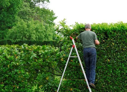 Person standing on ladder next to hedge in the garden