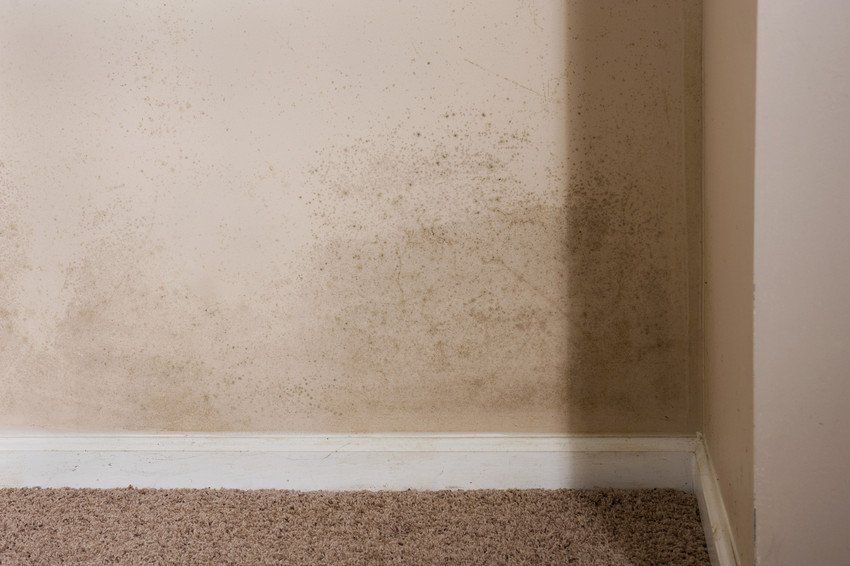 Mould on damp wall