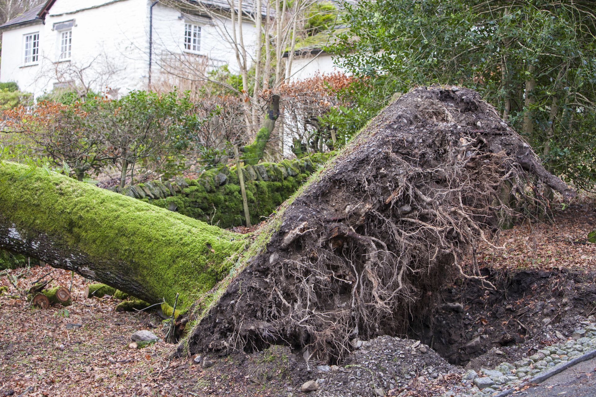 a large tree trunk is laying on the ground in front of a house .