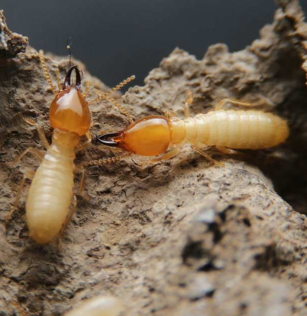 Termite mud tubes on brick foundation during professional inspection