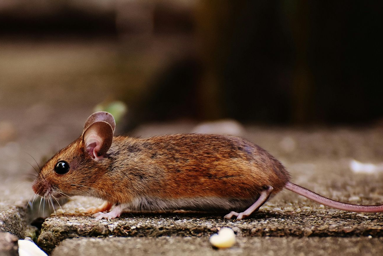 Rodent exclusion work by Southlake exterminator