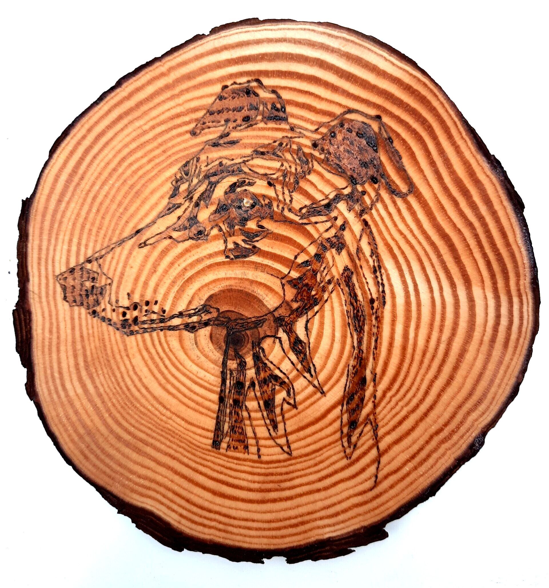 Greyhound on wooden round by Helen's Pyrography