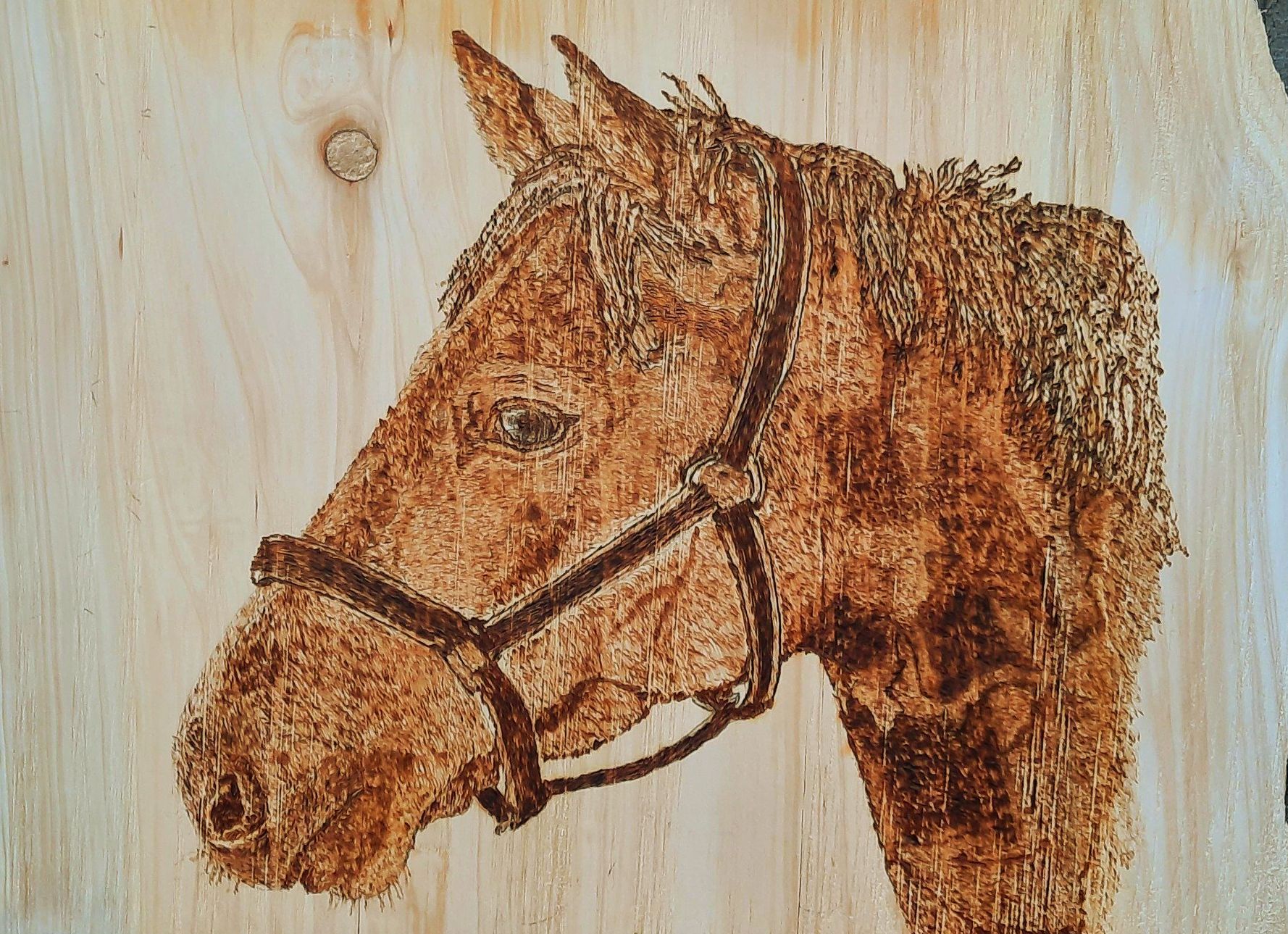 wood burning pyrography of a horse