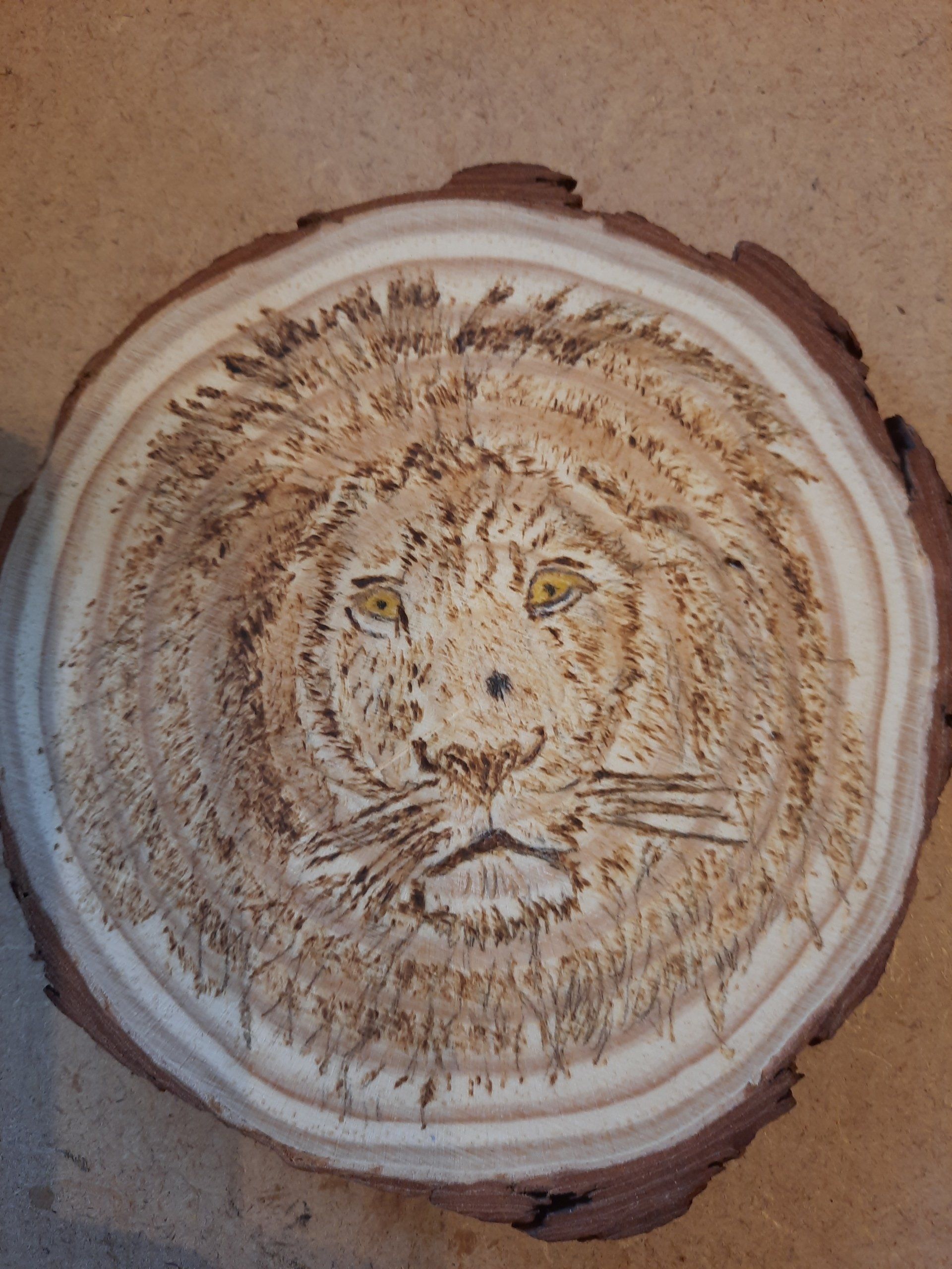 helens pyrography, lion, big cat, wild cat, wood, coaster