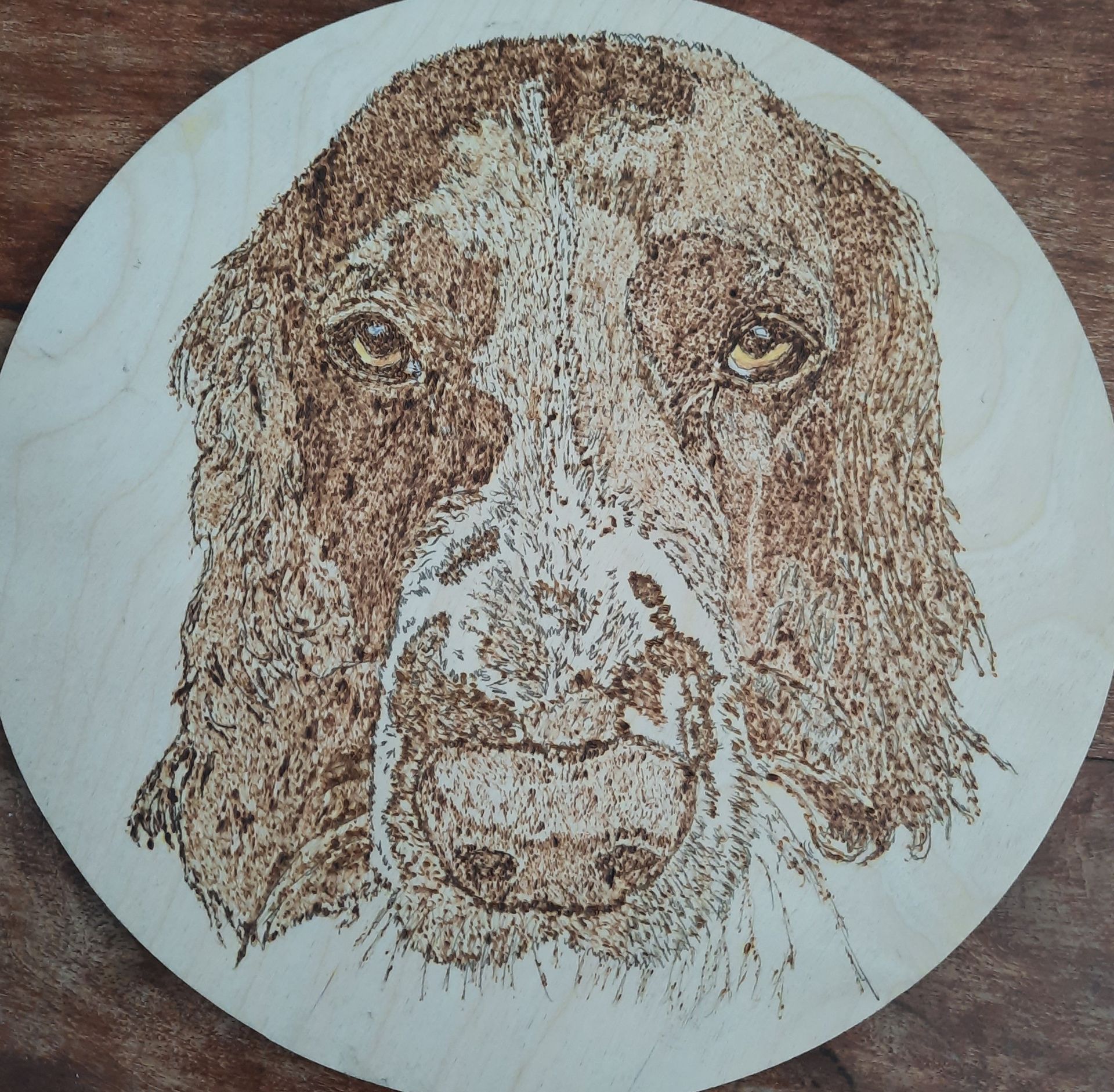 Spaniel dog wood burned by Helen's Pyrography, Cornwall
