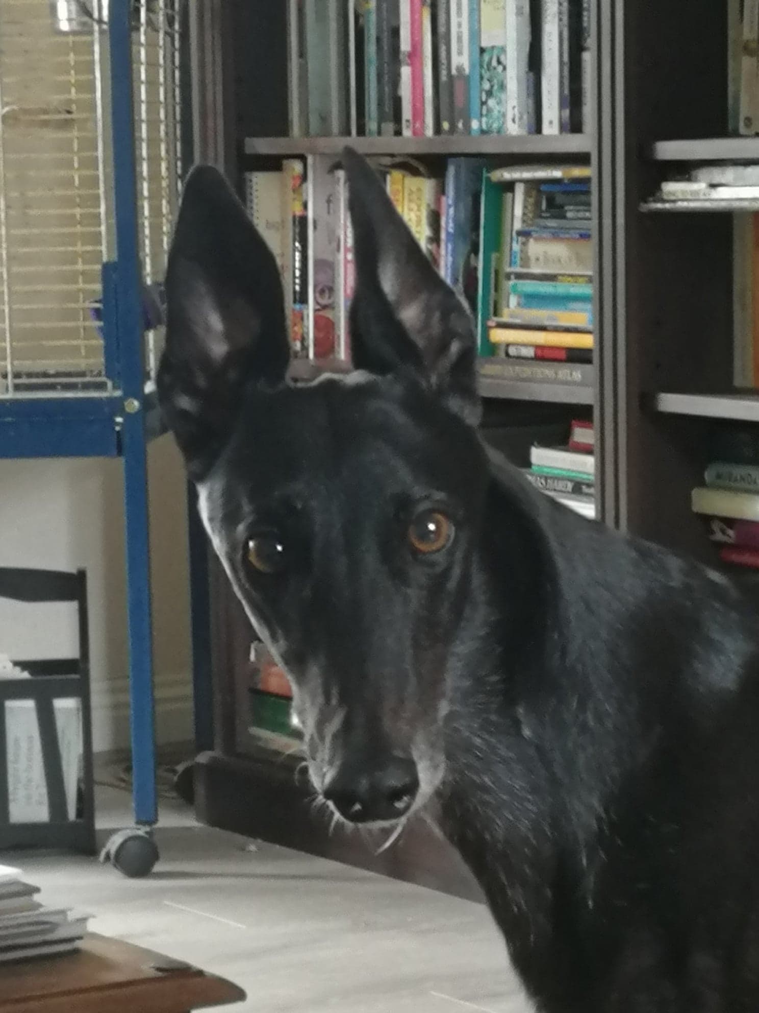 Greyhound, ears, brown eyes, Cornwall