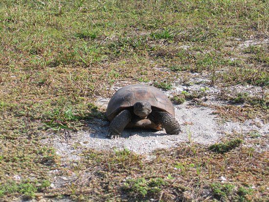 Brooker Creek Preserve