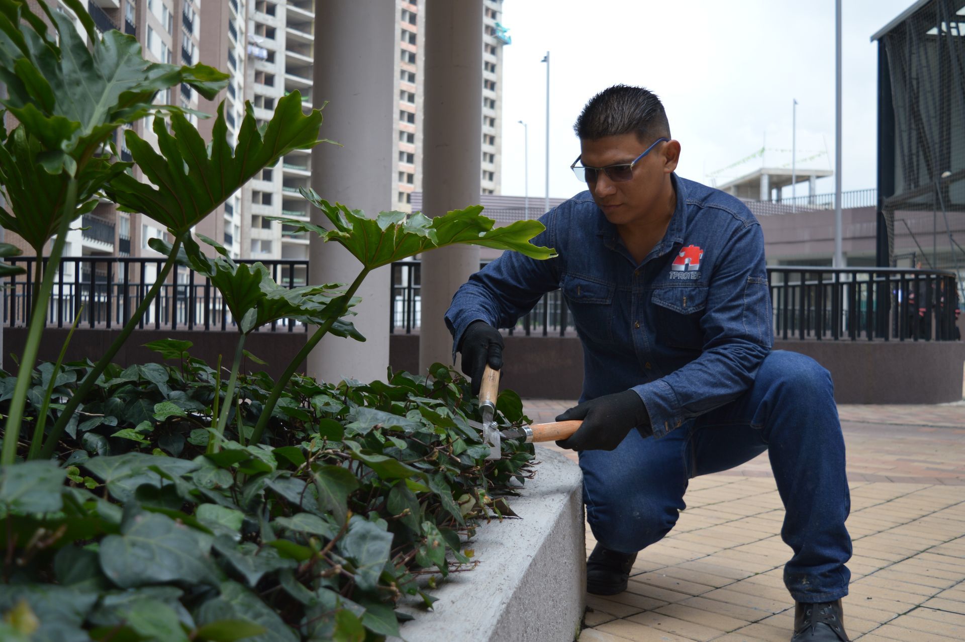 Un hombre está arrodillado delante de una planta.
