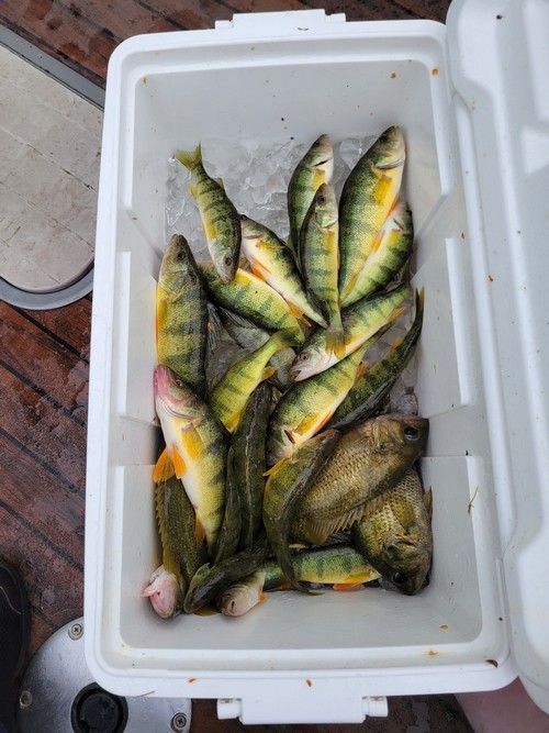 A white cooler filled with fish and ice.