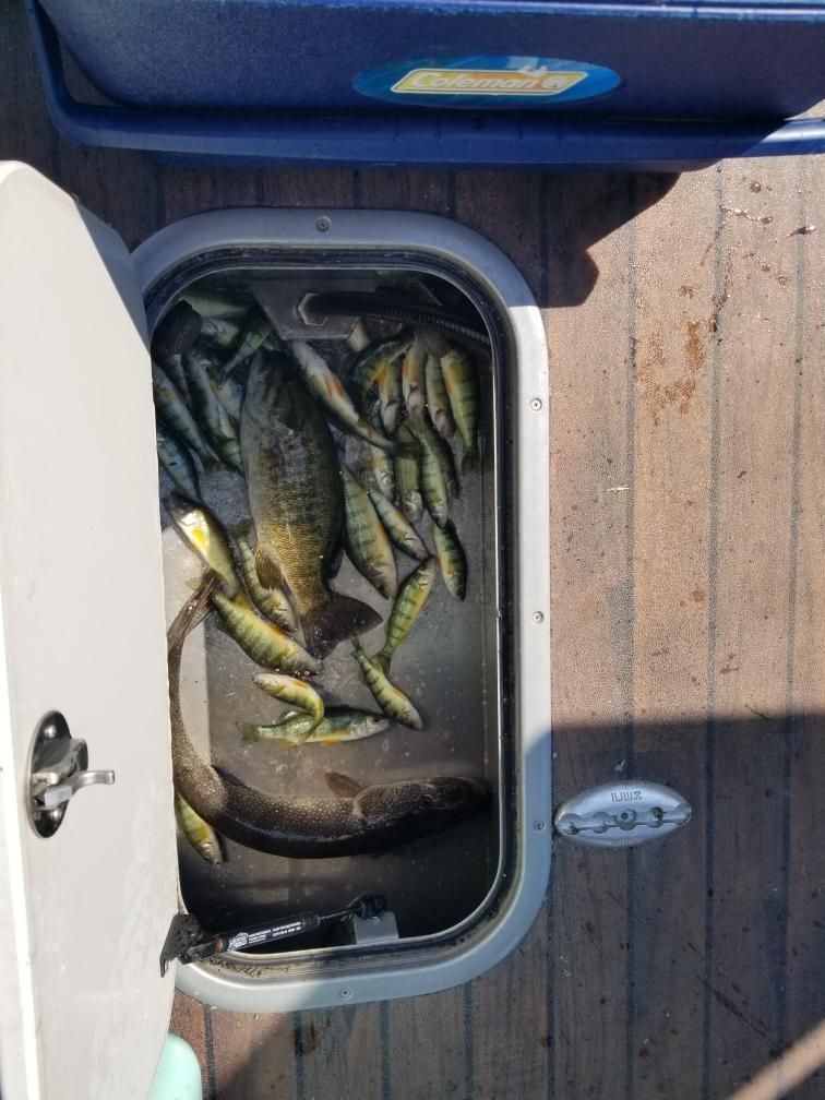 Fish in a boat's storage compartment, including perch and other types, laying on ice with the door open.