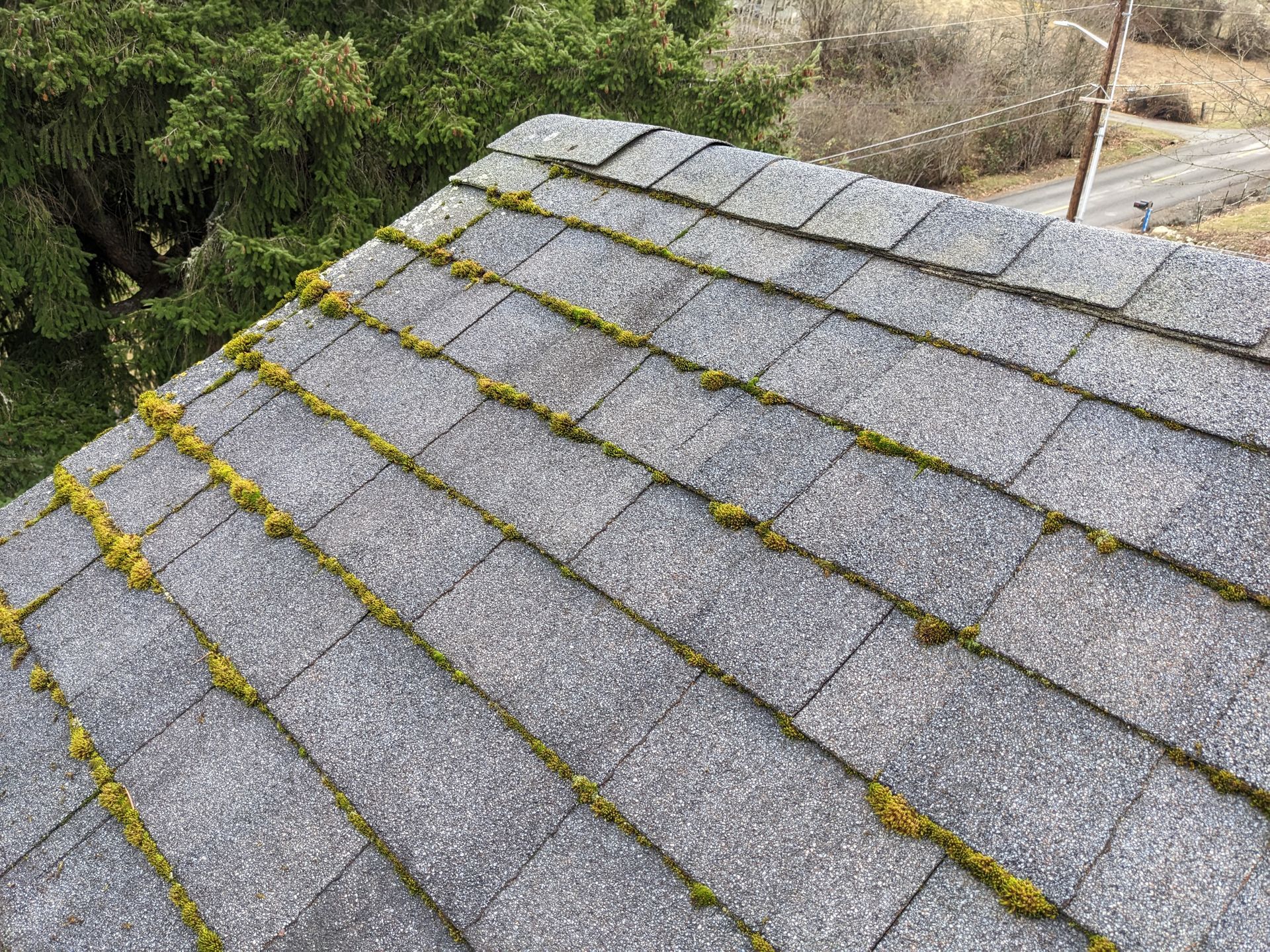 A roof with moss growing on it and trees in the background.