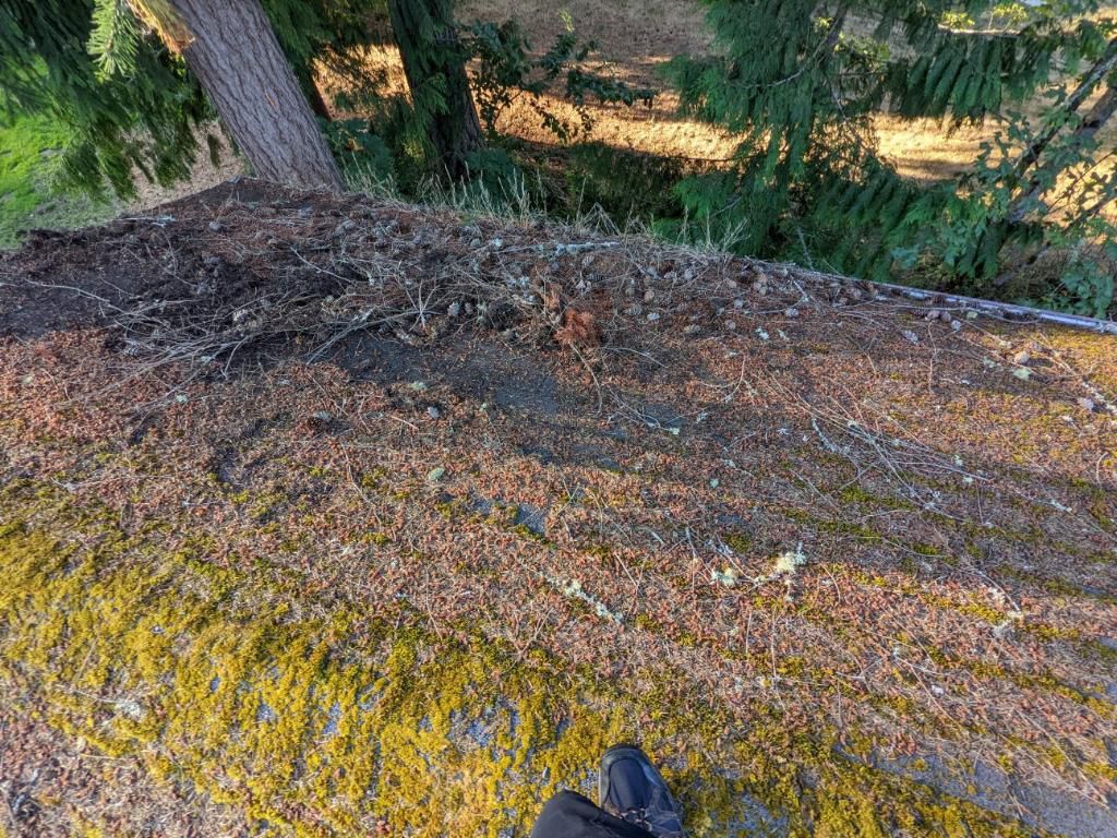 A person is standing on a mossy hill next to a tree.