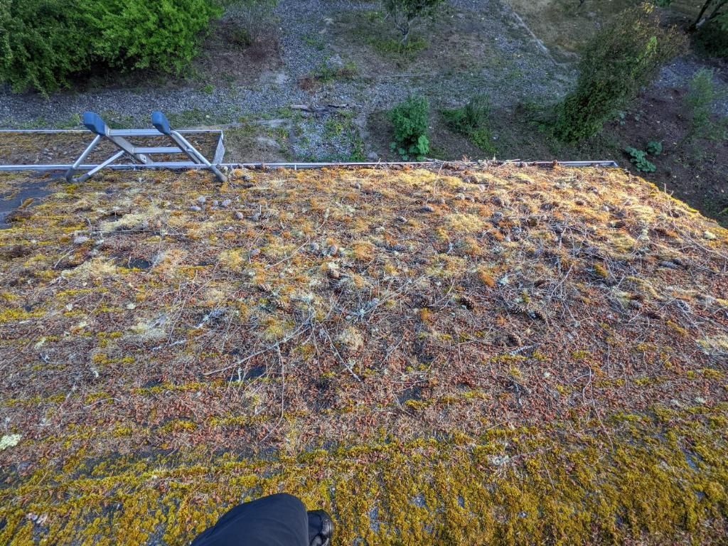 A person is standing on a mossy roof next to a ladder.