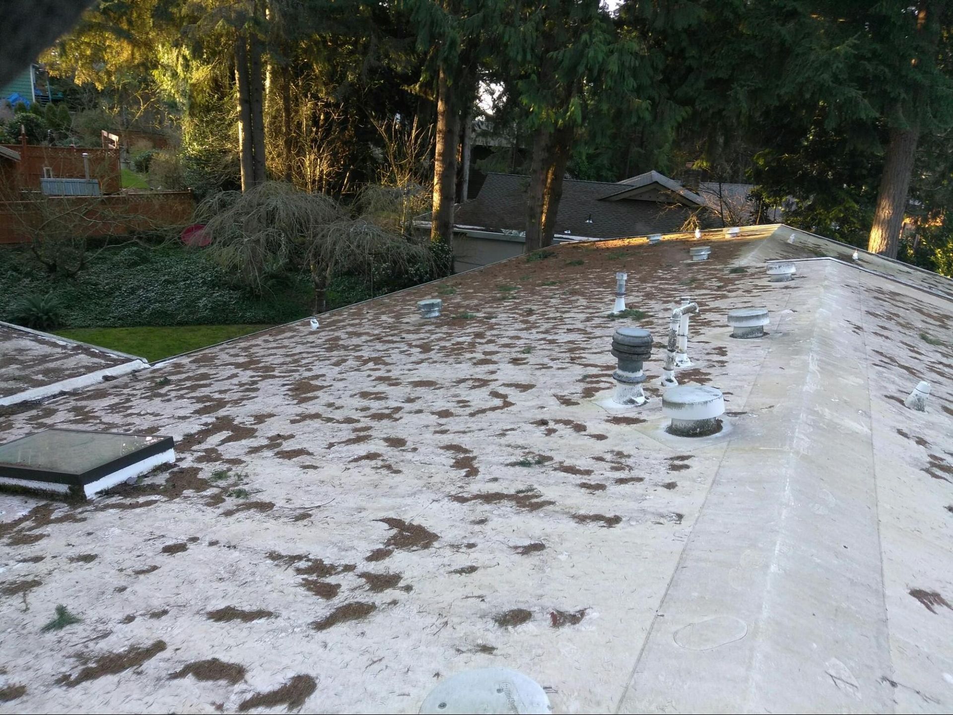 A roof with a lot of leaves on it and trees in the background