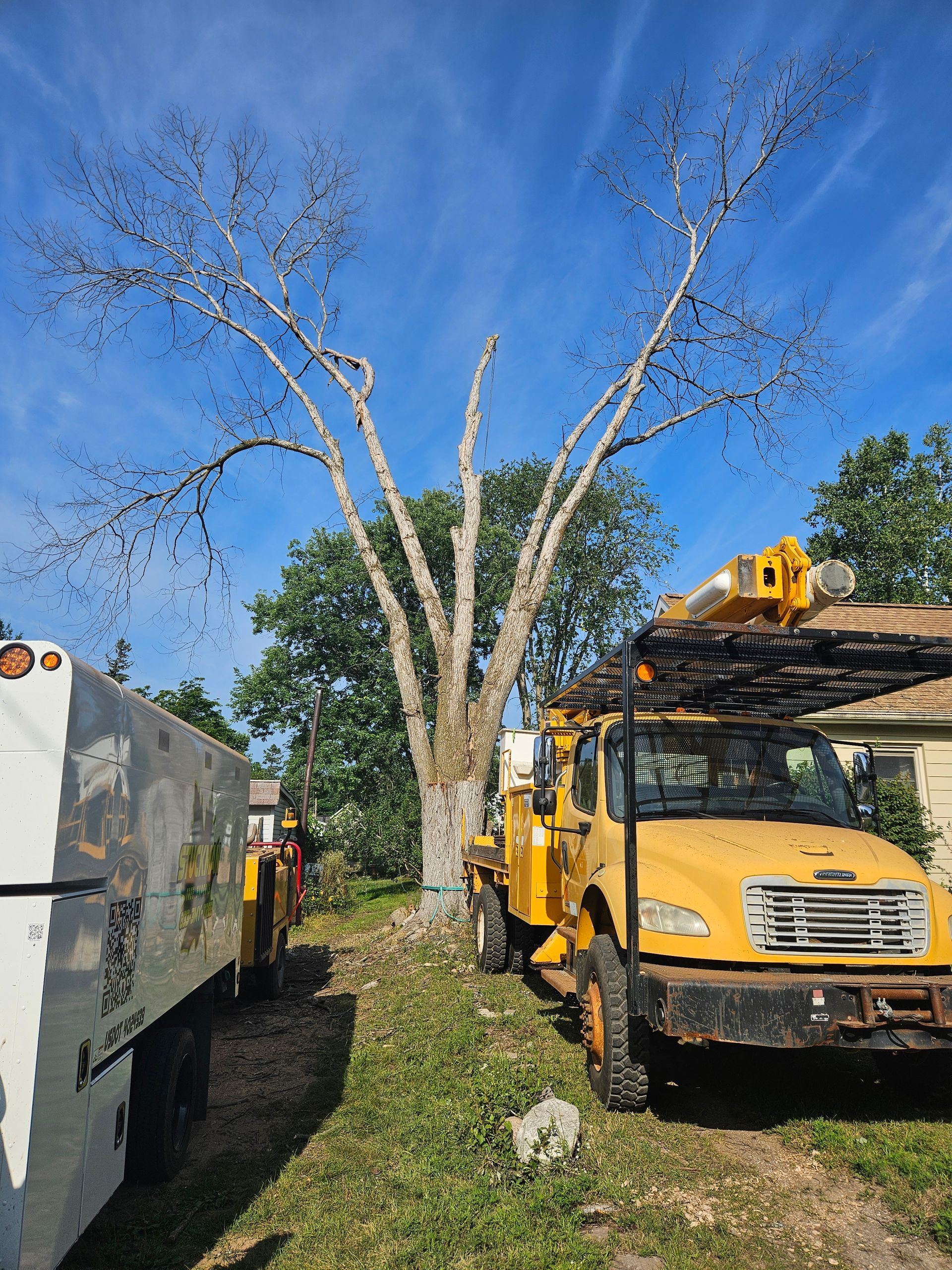 A yellow truck is parked in front of a tree - Gaylord, MI - Stuckman Tree Service