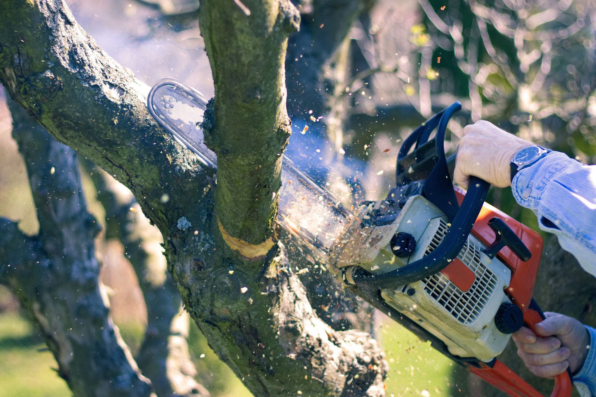 Man cuts tree branches with a chainsaw. Man cuts tree branches with a chainsaw.