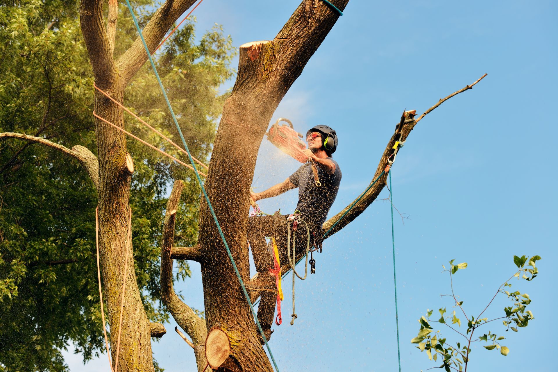Tree specialists safely trim large branches using ropes, helmets, and harnesses