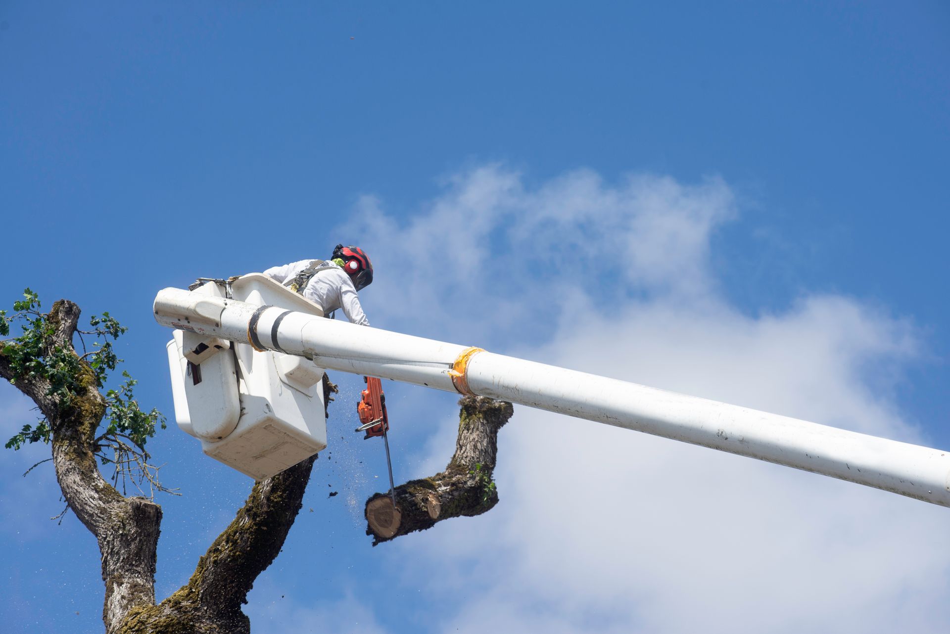 A tree removal worker in a hydraulic lift safely cutting high branches with a chainsaw