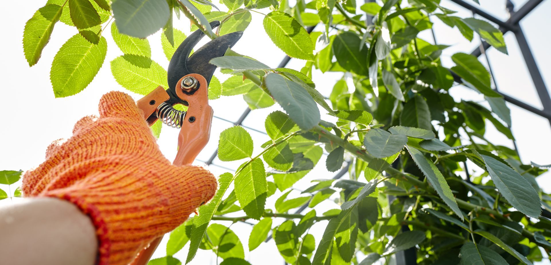 A close-up of pruning shears about to remove a tree branch.