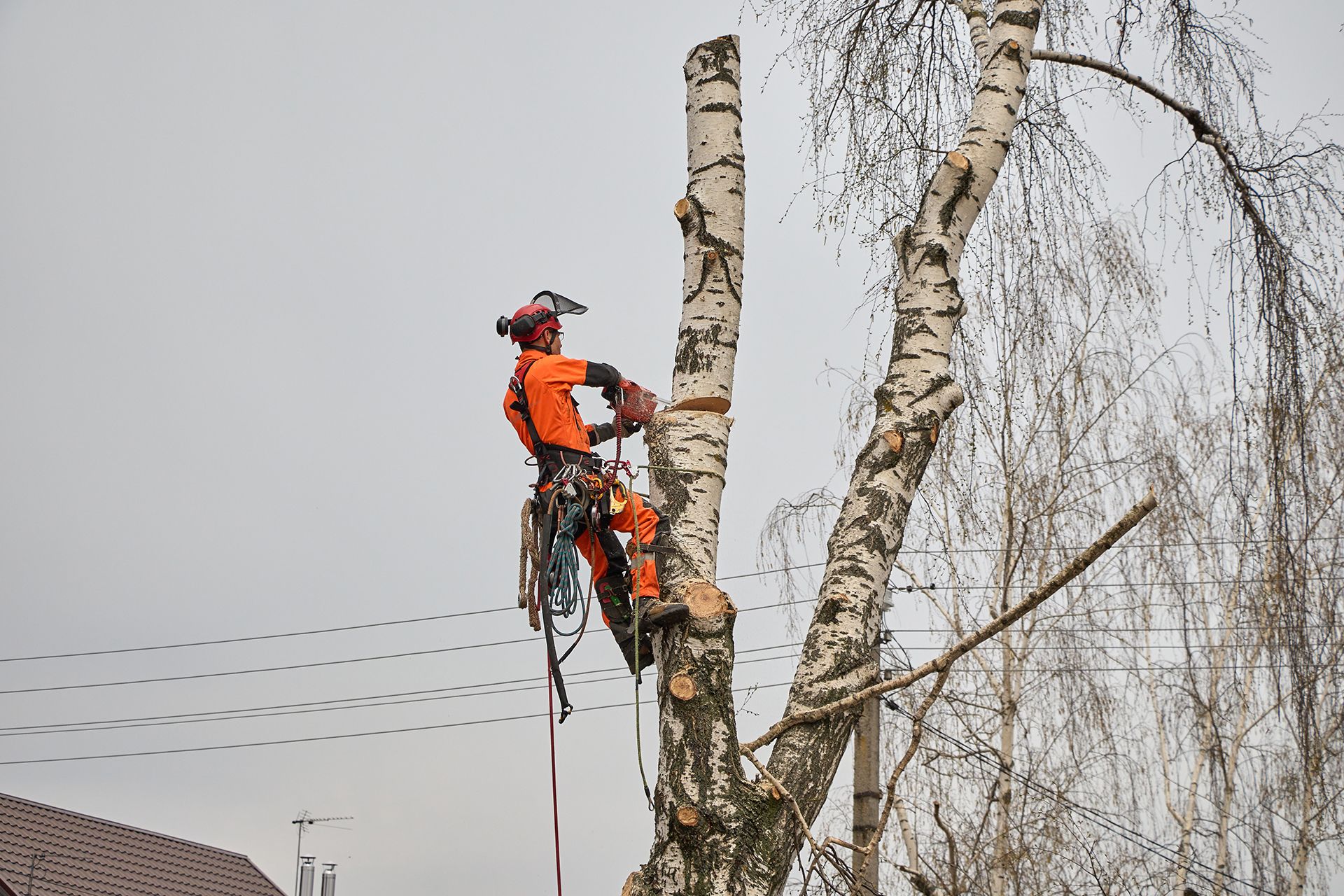 Arborist in orange suit using a chainsaw to trim a birch tree, cloudy sky.