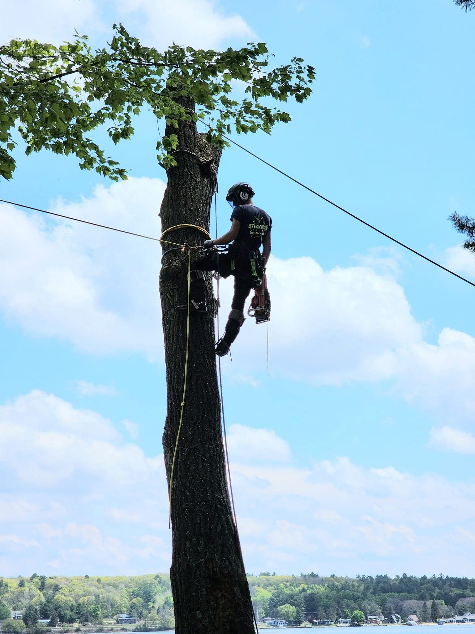 A man is cutting a tree with a crane.