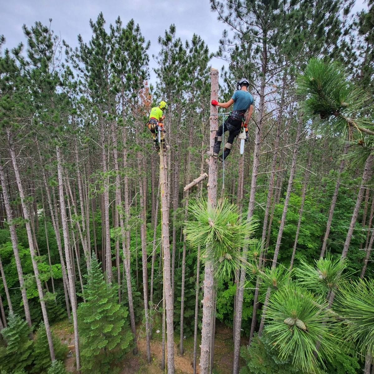 A group of men are climbing trees in a forest - Gaylord, MI - Stuckman Tree Service