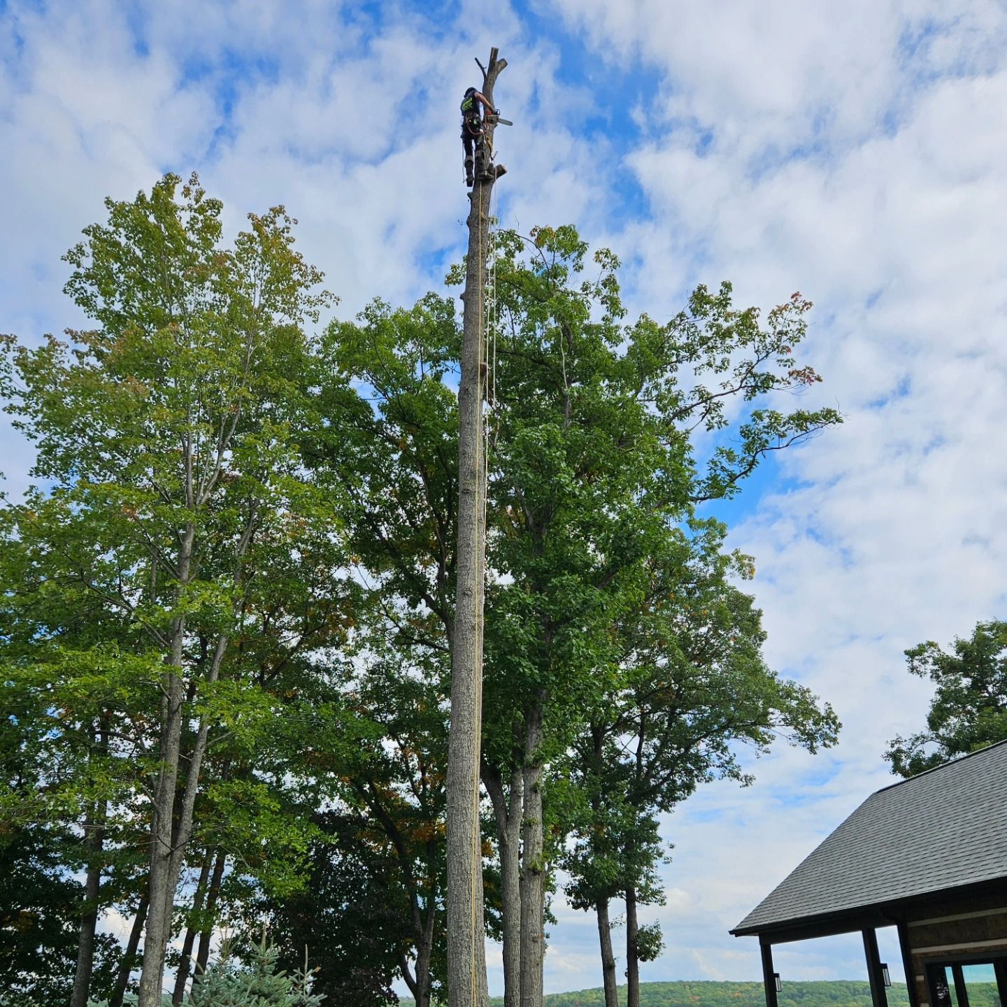 A man is climbing up the side of a tree - Gaylord, MI - Stuckman Tree Service