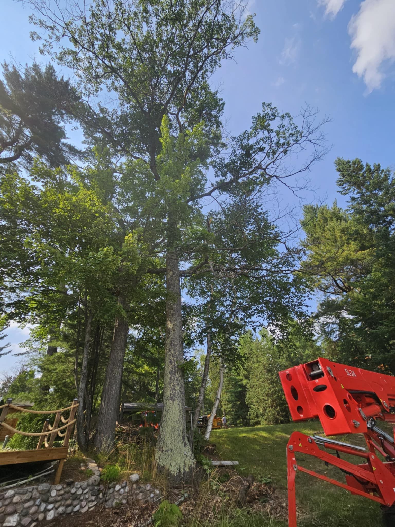 A red crane is sitting next to a tree in the woods.