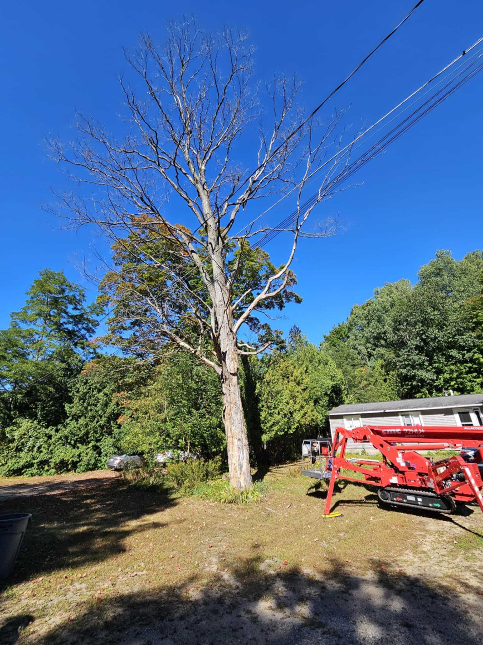 A large tree with no leaves is in a yard next to a red truck.