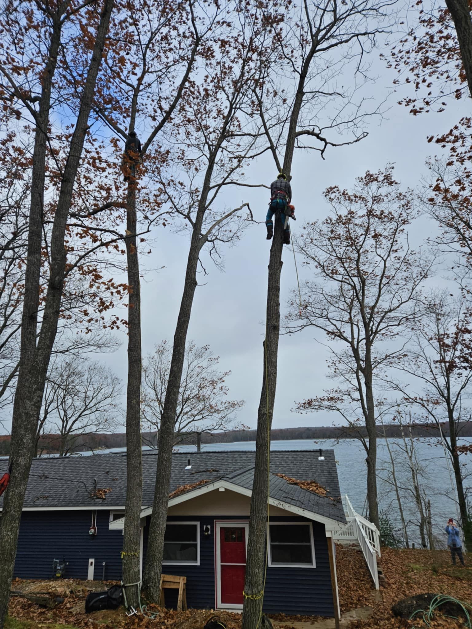 A man is climbing a tree in front of a house.