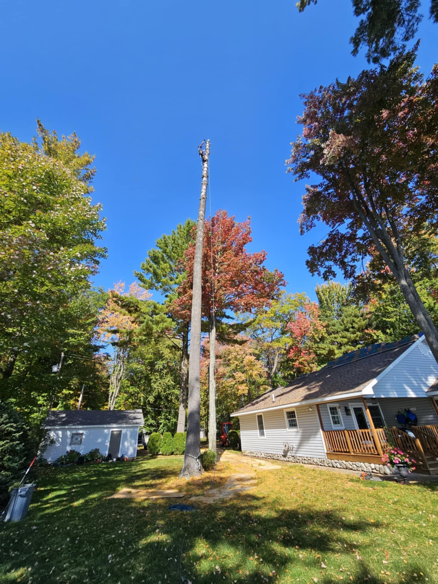 A tree is being cut down in front of a house on a sunny day.