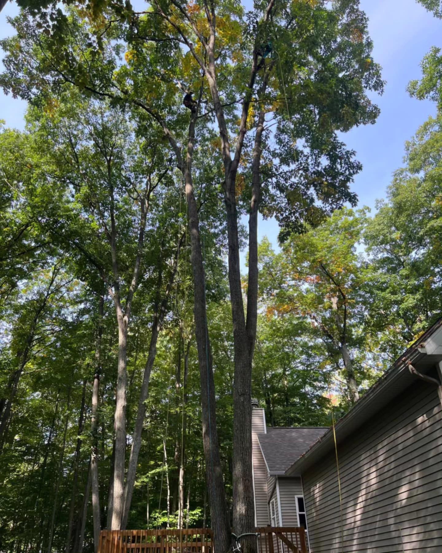 A man is climbing a tree in front of a house.