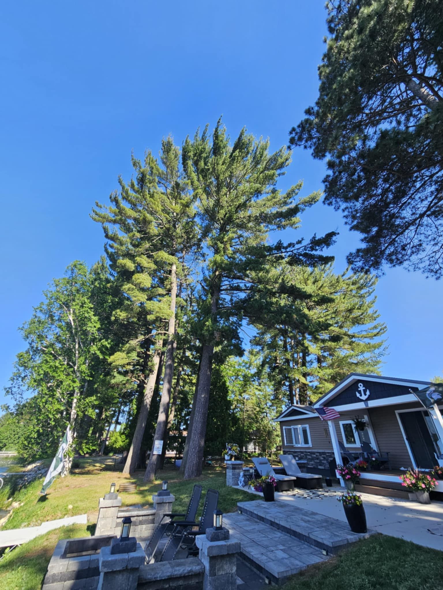 A house with a large pine tree in front of it.