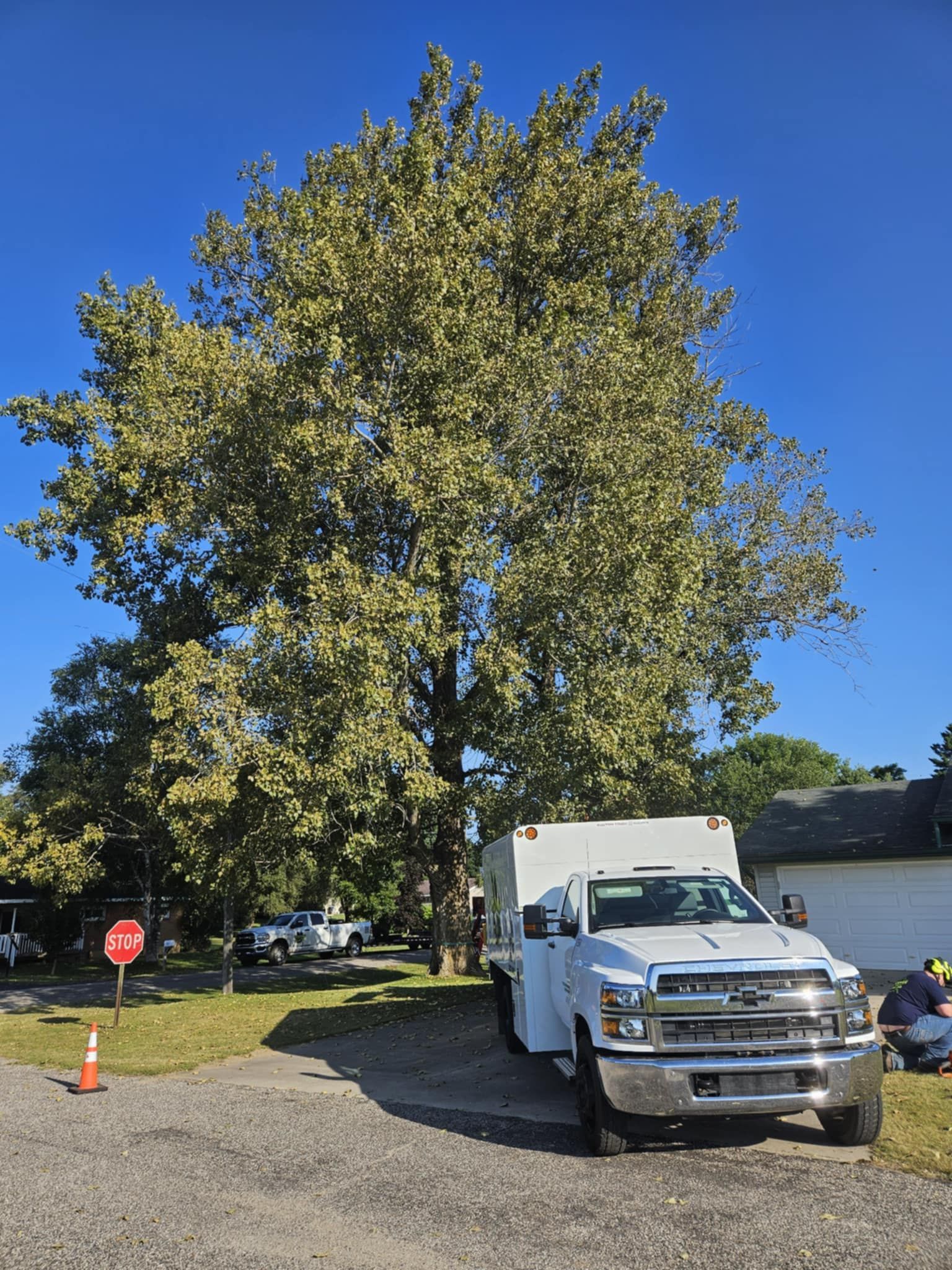 A white truck is parked in front of a large tree.