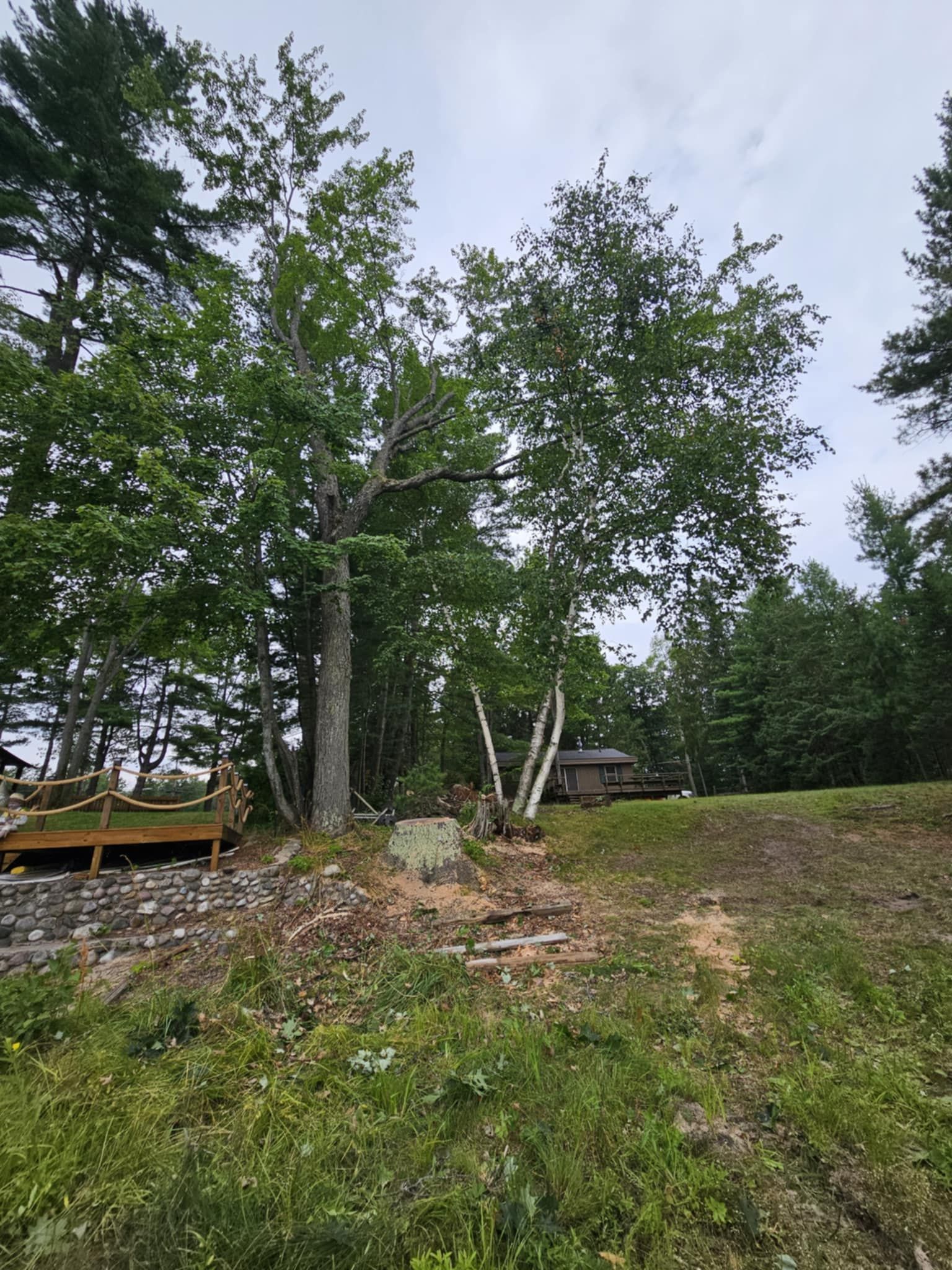A lush green field with trees and a house in the background.
