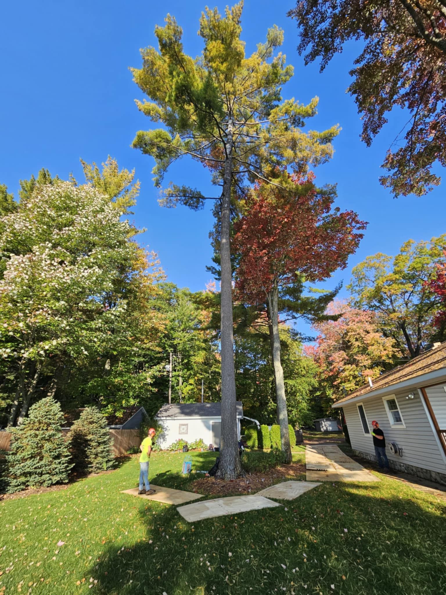 A man is standing in front of a large pine tree in a yard.