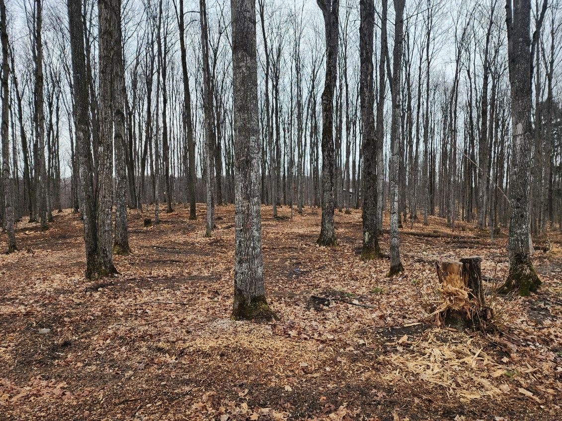 Forestry Mulching Services — Gaylord, MI — Stuckman Tree Experts