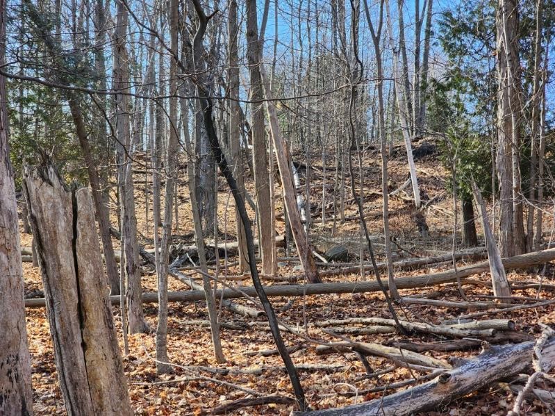 Mulching Trees — Gaylord, MI — Stuckman Tree Experts