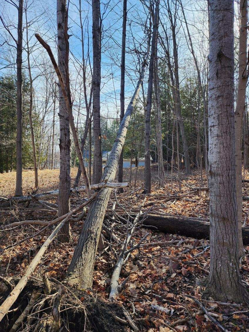 Tree Mulching — Gaylord, MI — Stuckman Tree Experts