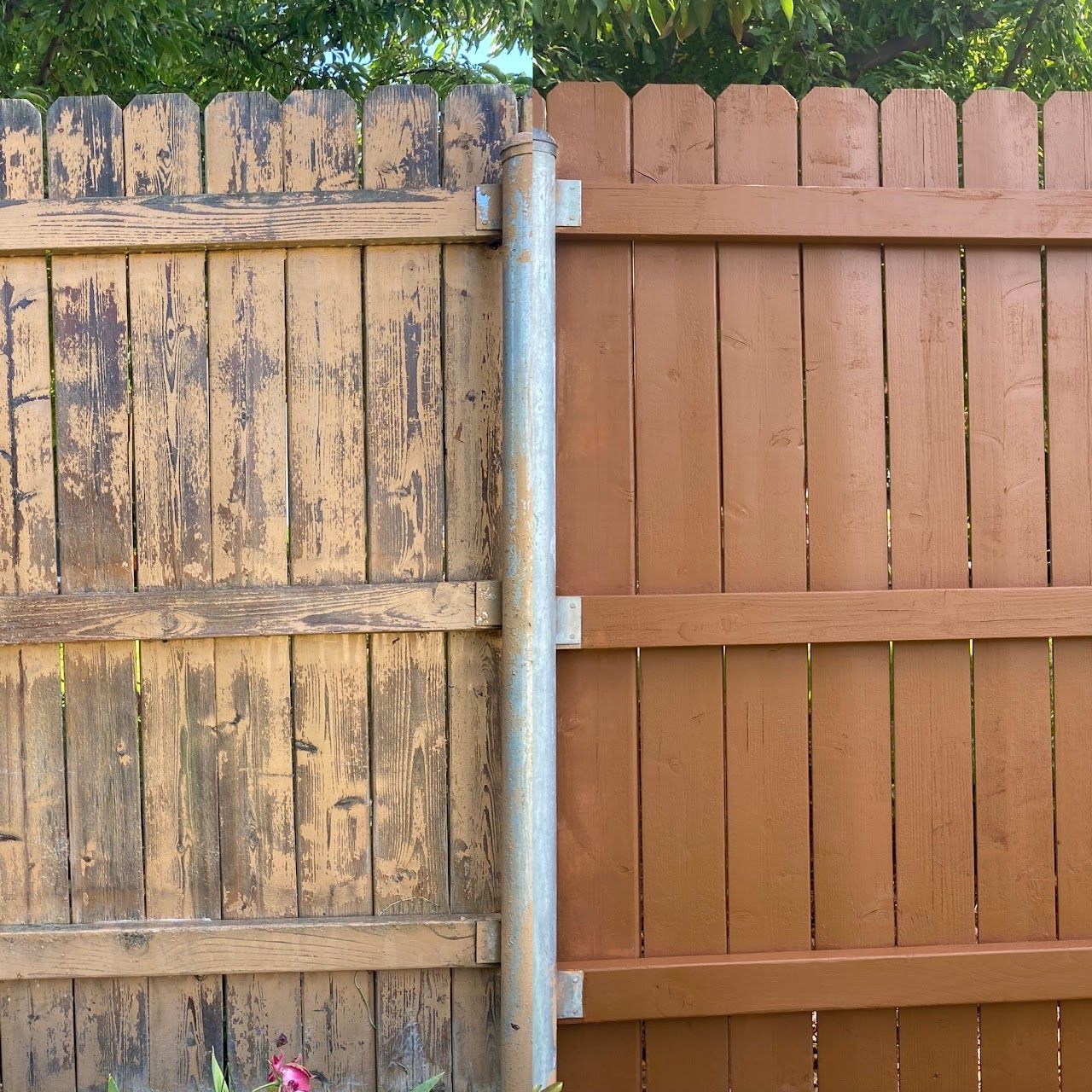 A before and after picture of a wooden fence being painted.