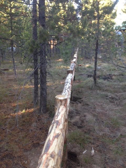 Long wooden rail fence running through a pine forest at sunset