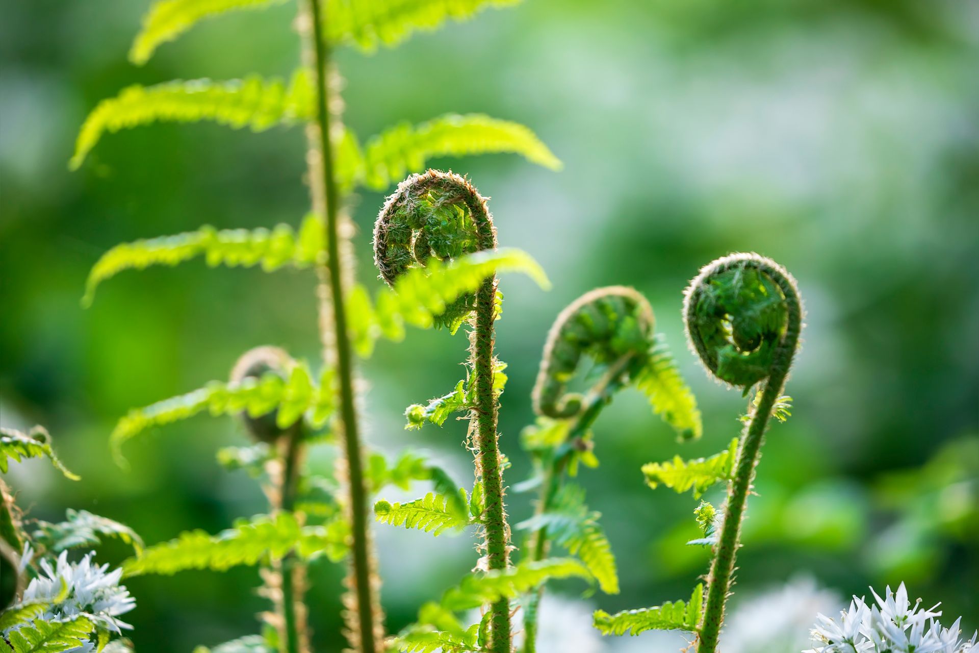 Close-up of green fern fronds unfurling in a sunlit garden with a soft blurred background