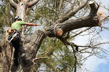 Tree Removal Greenville SC